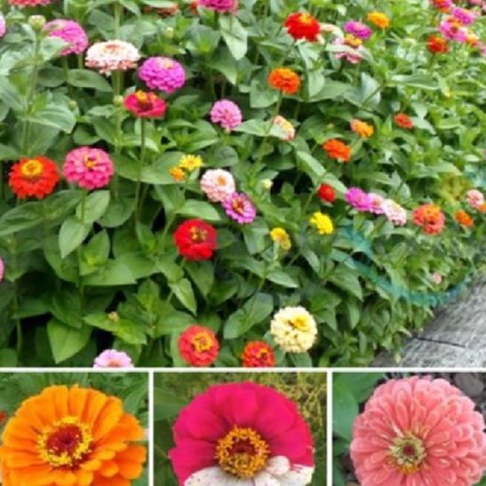 Combo 2 gói Hạt giống cúc lá nhám mix màu - gói 50 hạt