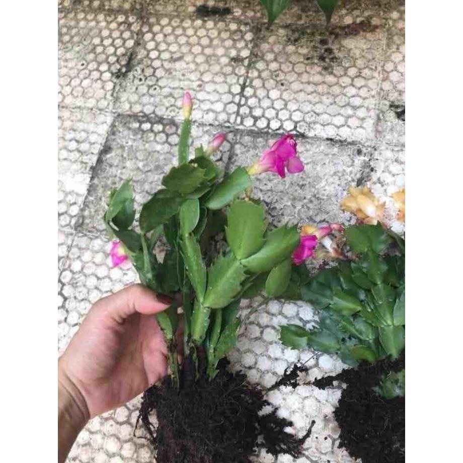 Hoa lan càng cua – cây TIỂU QUỲNH -Hoa đẹp độc đáo gửi đi nguyên chậu