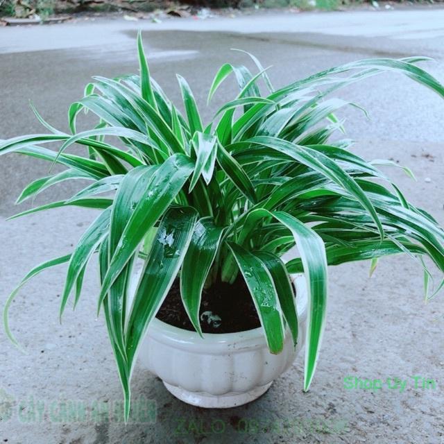 Chậu Lan Chi