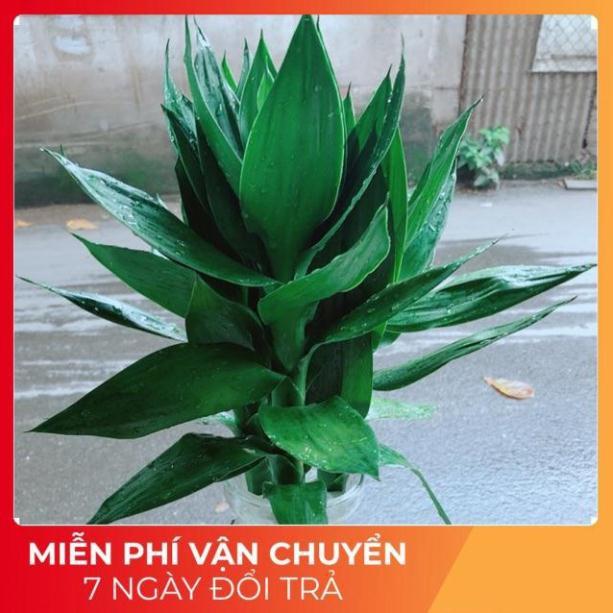 Chậu Phát Tài Búp Sen