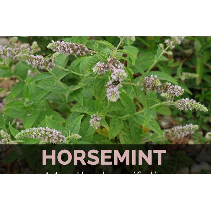 Gói 50 hạt giống Bạc Hà Ngựa Horsemint