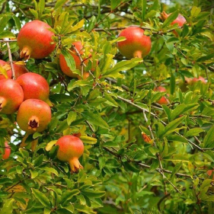 Cây giống lưu peru siêu sớm