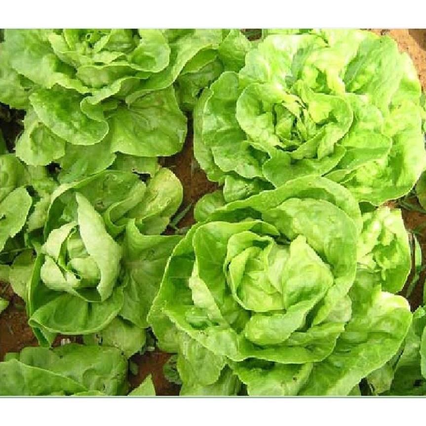 Hạt giống rau xà lách đăm xanh cao sản KNS3206 - Gói 2gram