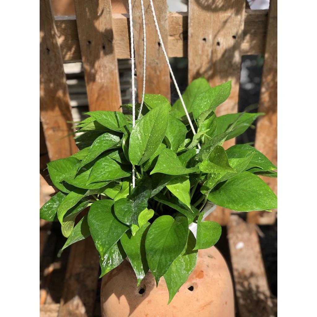 Chậu treo cây trầu bà Thái xanh