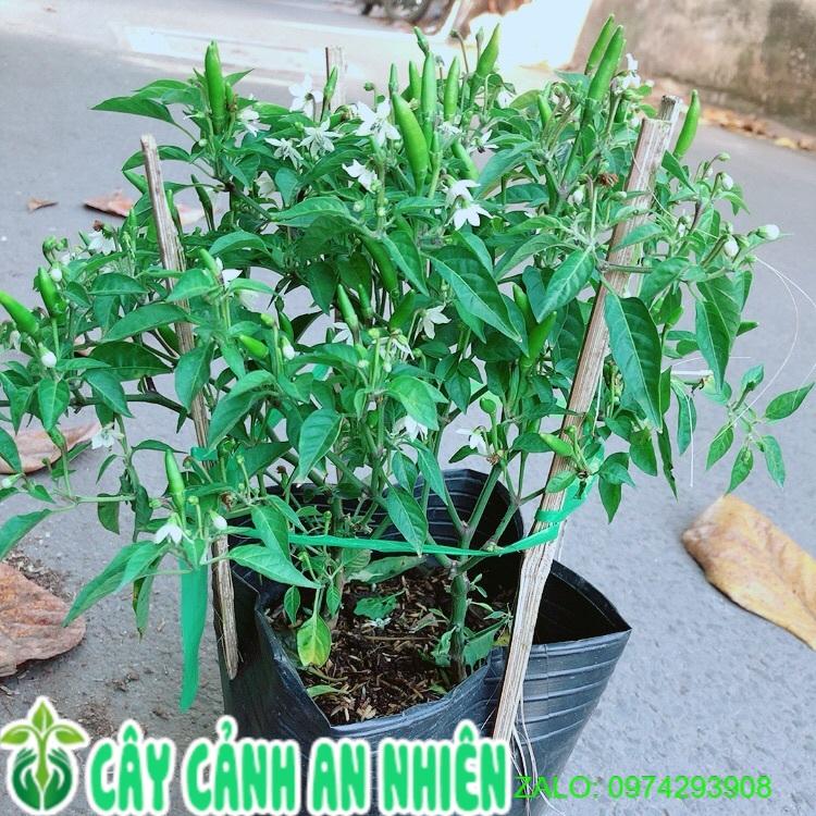 Bụi Ớt Hiểm