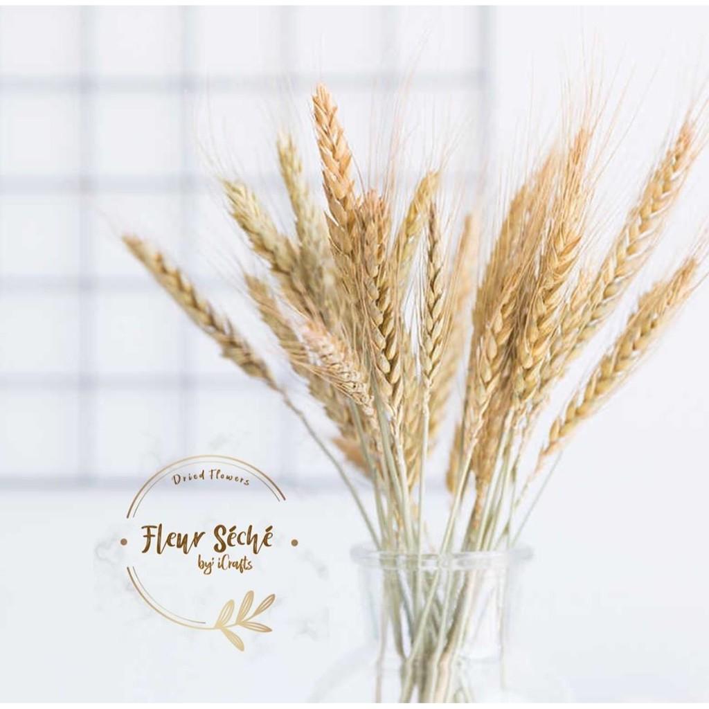Hoa khô Decor nhà cửa ️️ Hoa Lúa mạch khô ITALY retro vinatge, trang trí cưới