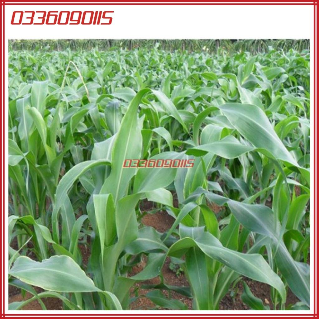200g Hạt giống cỏ lại ngọt - Hạt giống cỏ chăn nuôi giàu dinh dưỡng, năng suất cao