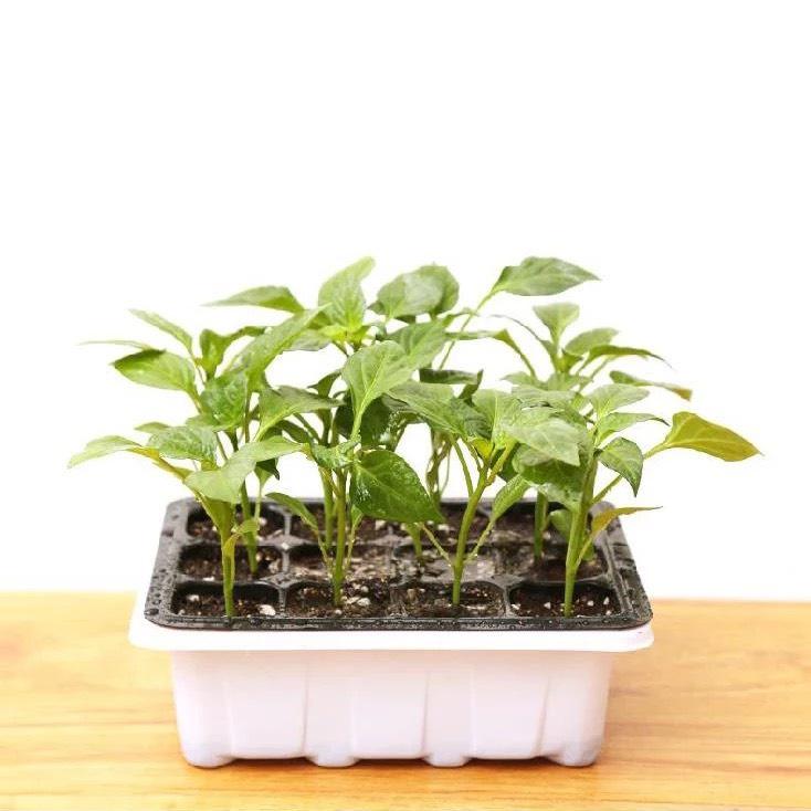 5 Khay Ươm Hạt Giống - Ươm Cây Trồng - 12 Lỗ - Có Nắp Đậy Chuyên Dụng