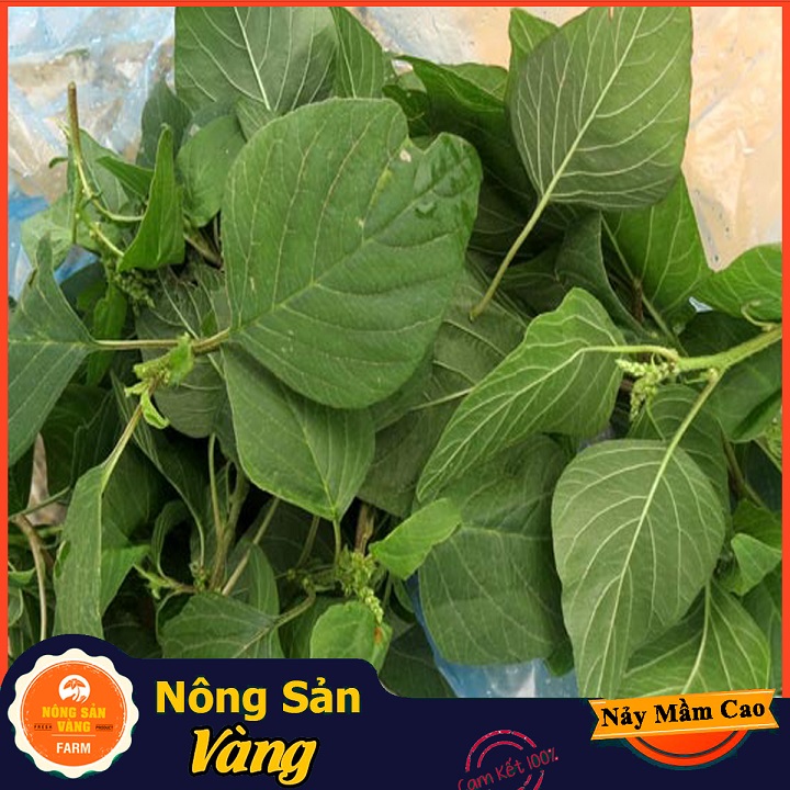 Hạt giống Rau Dền Cơm - Nông Sản Vàng