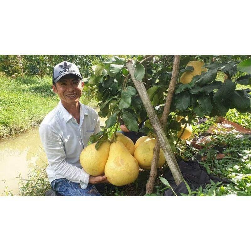 Cây giống bưởi tam hồng siêu sớm