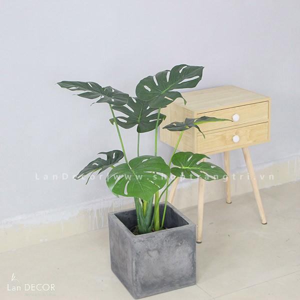 Cây giả - Cây lá rùa Lan Decor (70CM) - LC2817