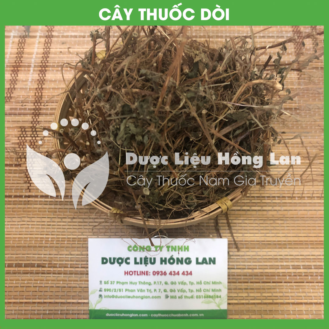 1kg Cây Thuốc Dòi (Bọ Mắm) khô sạch