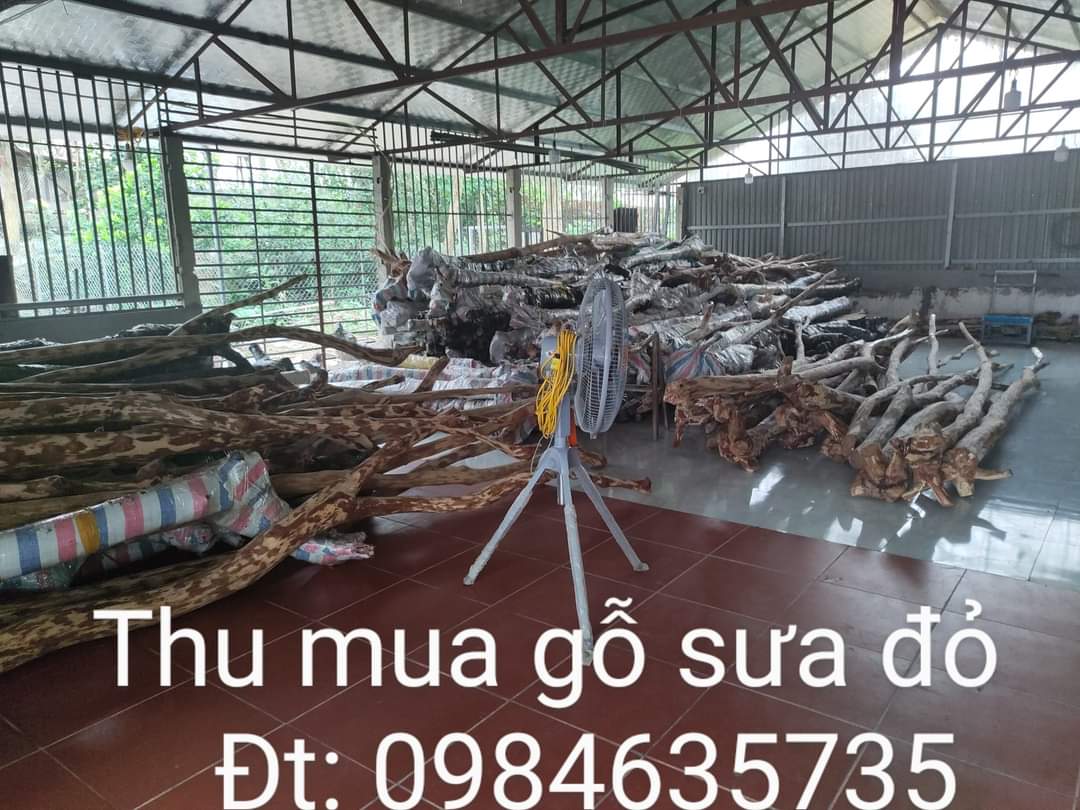 Combo 10 Cây Sưa Đỏ Cao 80-1M