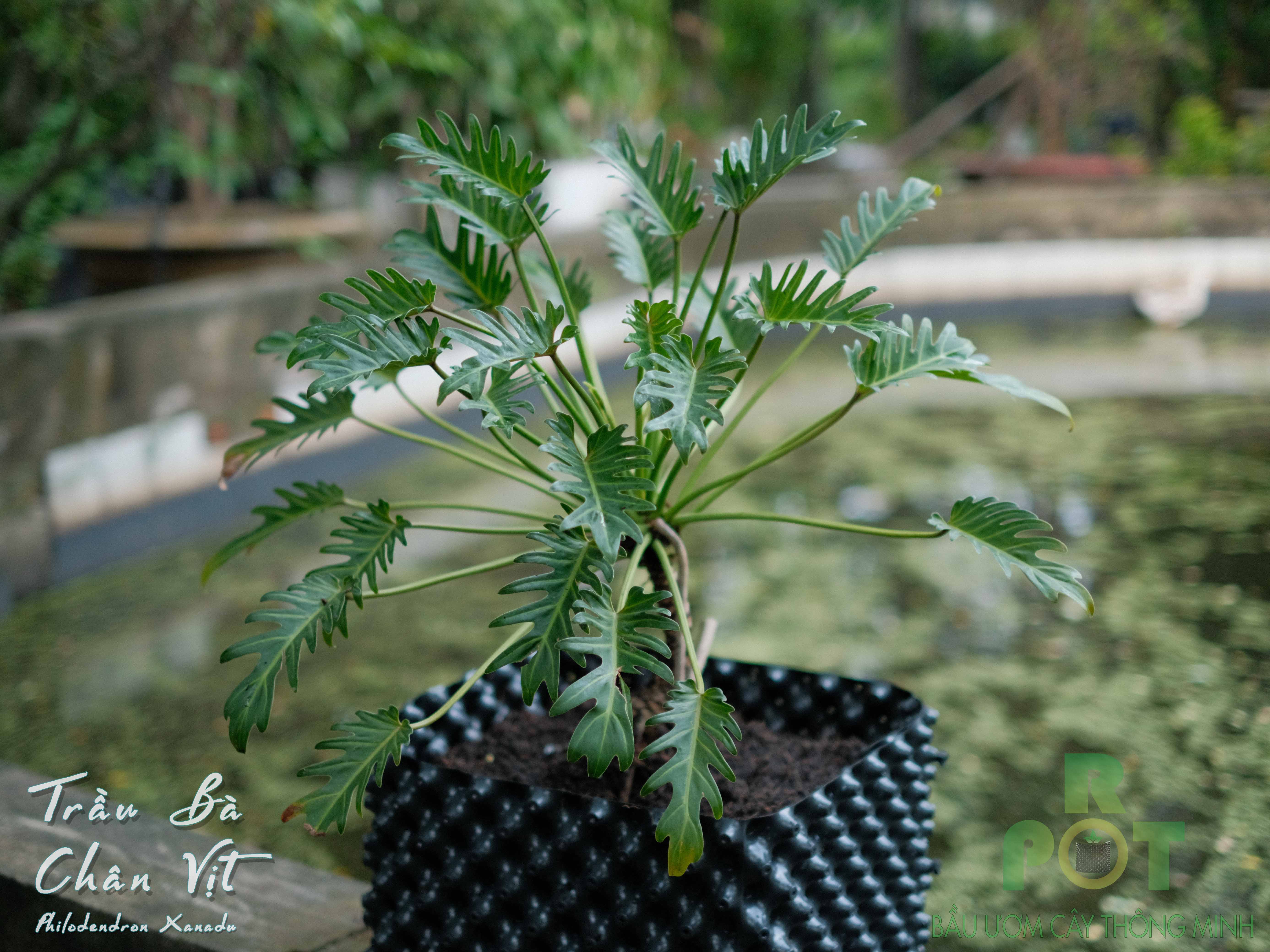 Bầu Nhựa Ươm Cây Thông Minh RoPot 30cm x 5m - Ươm Vườn Cây Cảnh, Cây Ăn Quả