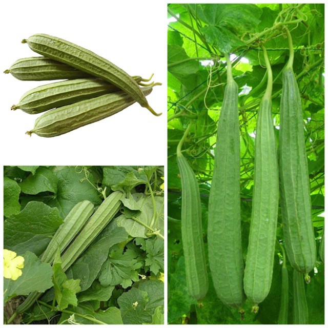 HẠT GIỐNG MƯỚP KHÍA F1