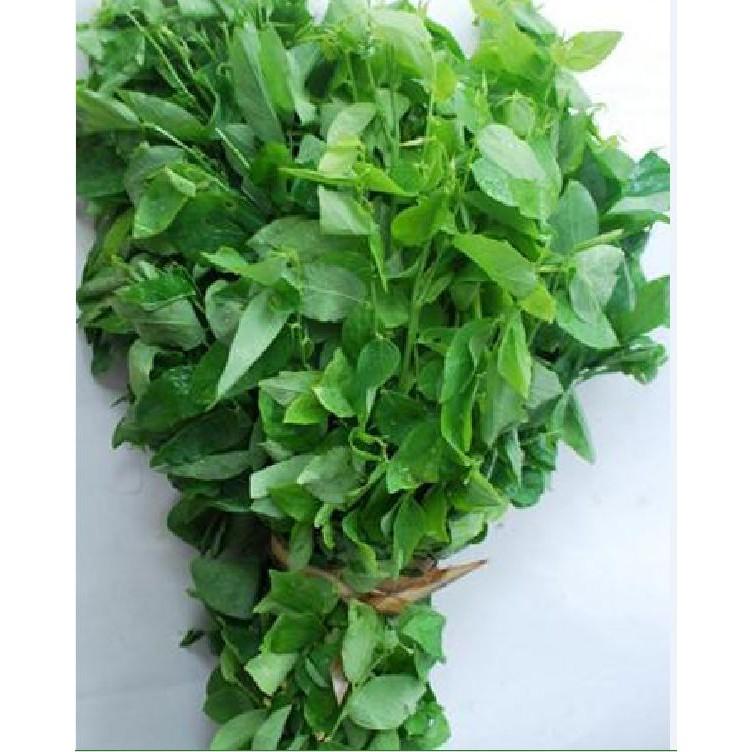 Hạt Giống Rau Ngót - gói 1gram