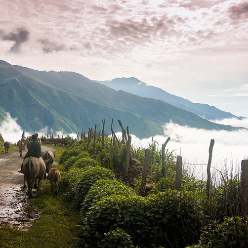 Tour 2N1Đ Săn Mây Tà Xùa - Đồi Chè Thanh Sơn - Háng Đồng, Khởi Hành Thứ 7 Hàng Tuần Từ Hà Nội