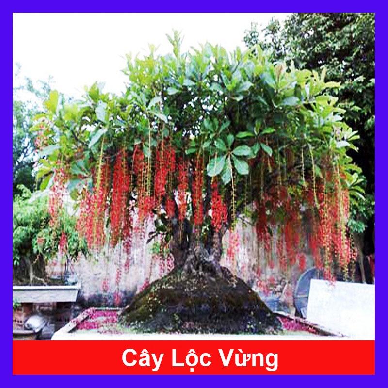 Cây Lộc Vừng - cây cảnh trong nhà + tặng phân bón cho cây