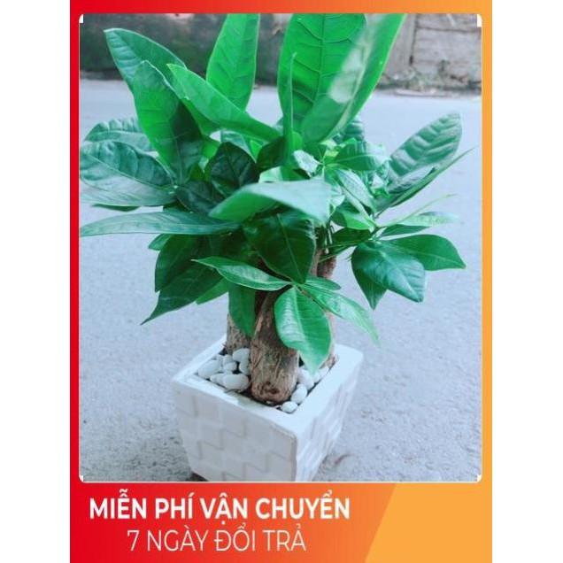 Chậu Kim Ngân 3 Thân