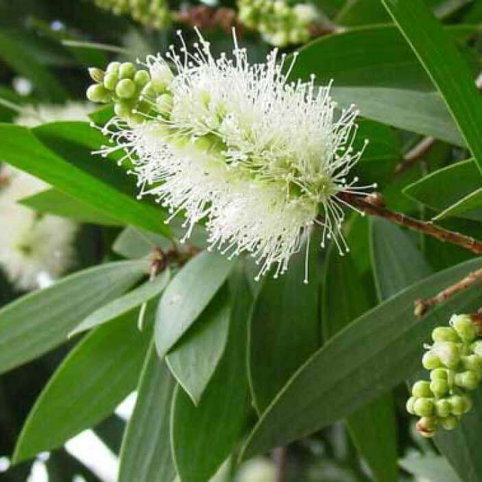 Tinh Dầu Thiên Nhiên Tràm Gió Nomad Cajeput Essential Oil