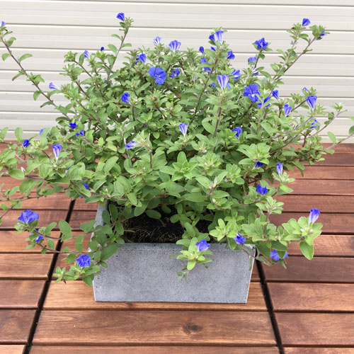 Chậu trồng cây để bàn xinh xắn KT R20xC10xD20cm