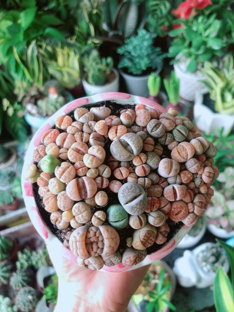 Chậu Cây Thạch Lan - Hoa Sỏi-Mông