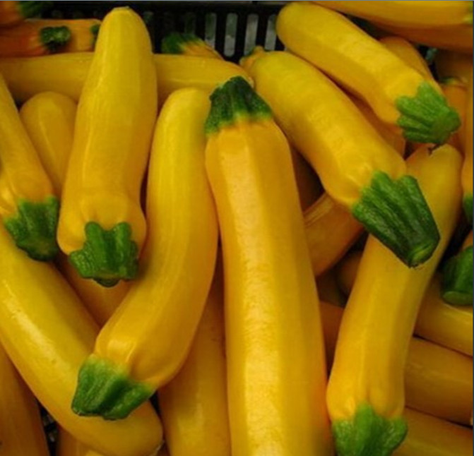 1 gói hạt giống Bí ngòi vàng