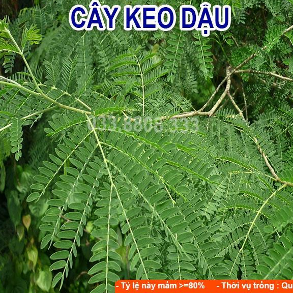 Combo 5 Loại Hạt Cỏ Chăn Nuôi Phổ Biến Hiện Nay - Cỏ Voi Lai, Mulato II, Keo Dậu, So Đũa, Alfalfa
