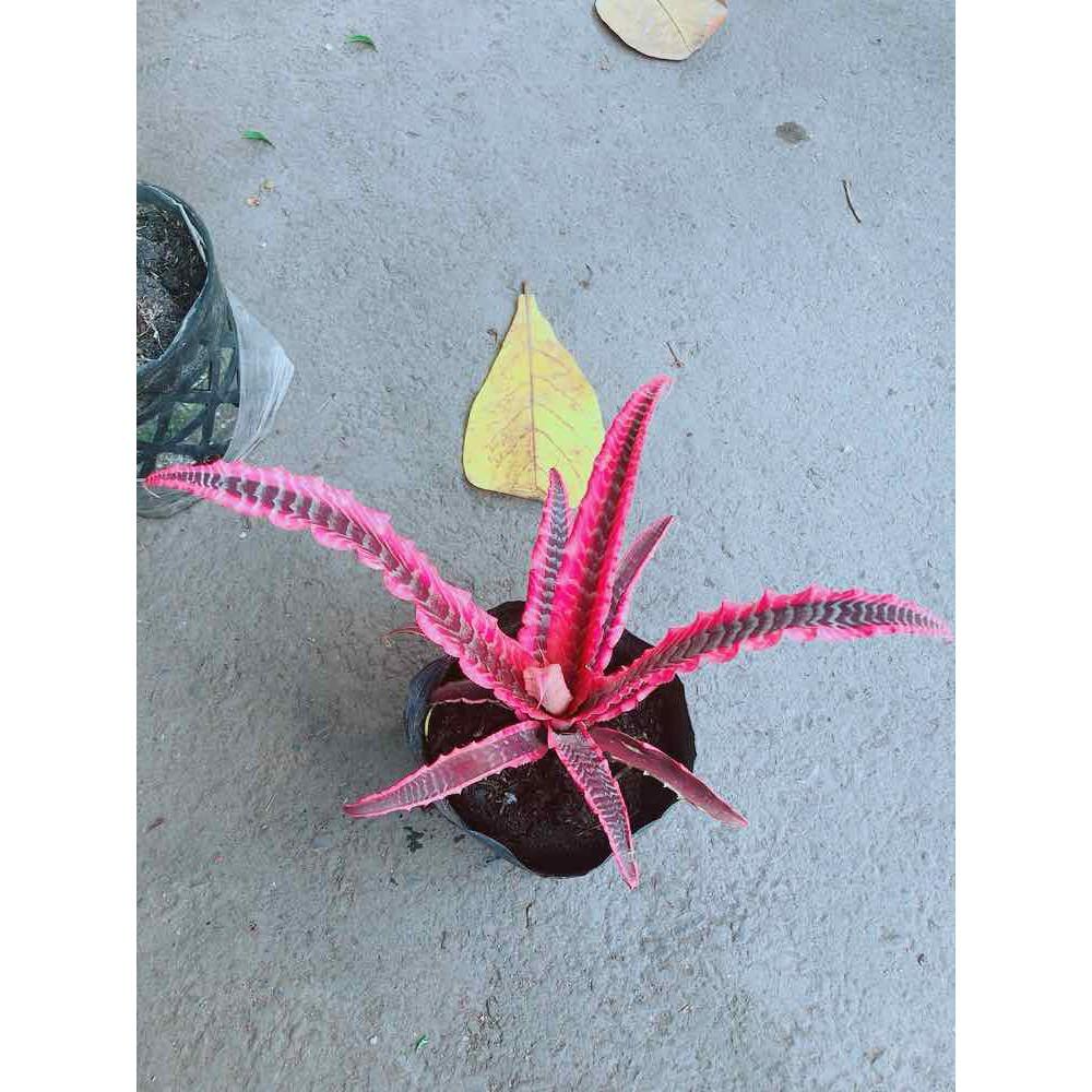 Cây Dứa Đuôi Phụng Bán Chạy