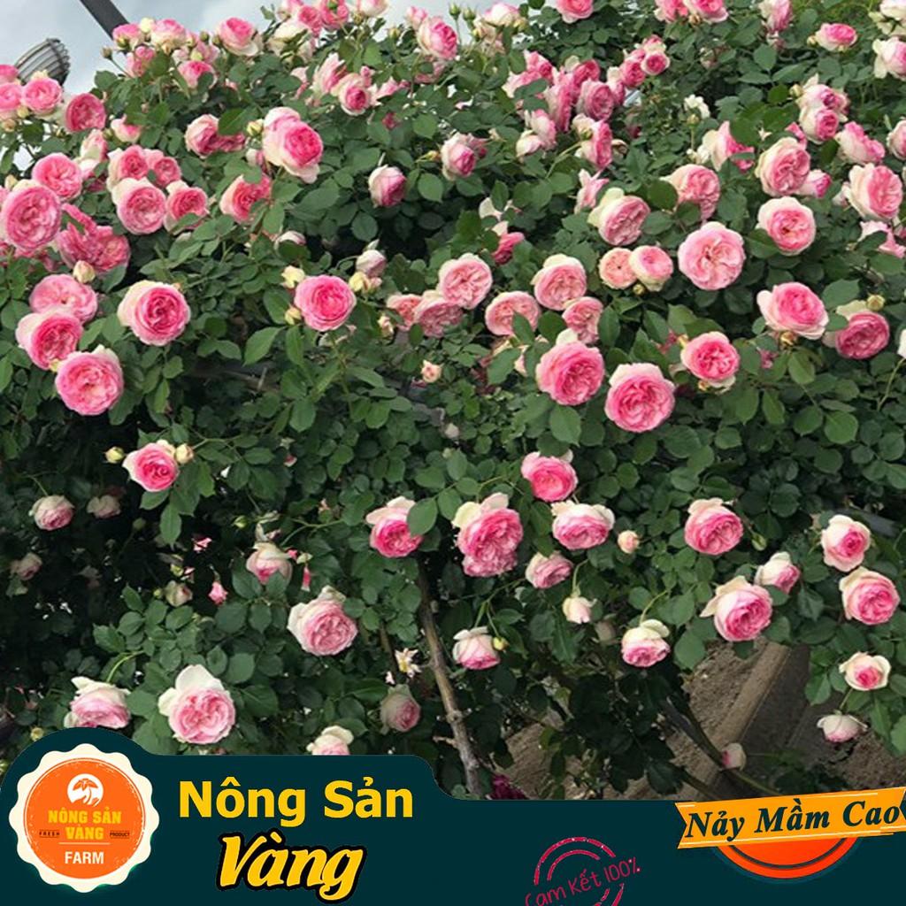 Hạt giống Hoa Hồng Leo Pháp