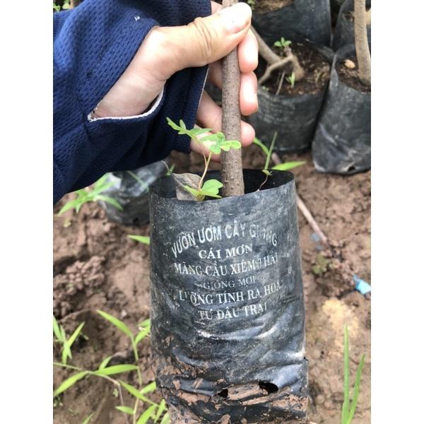 Cây mãng cầu xiêm cao 50-70 cm