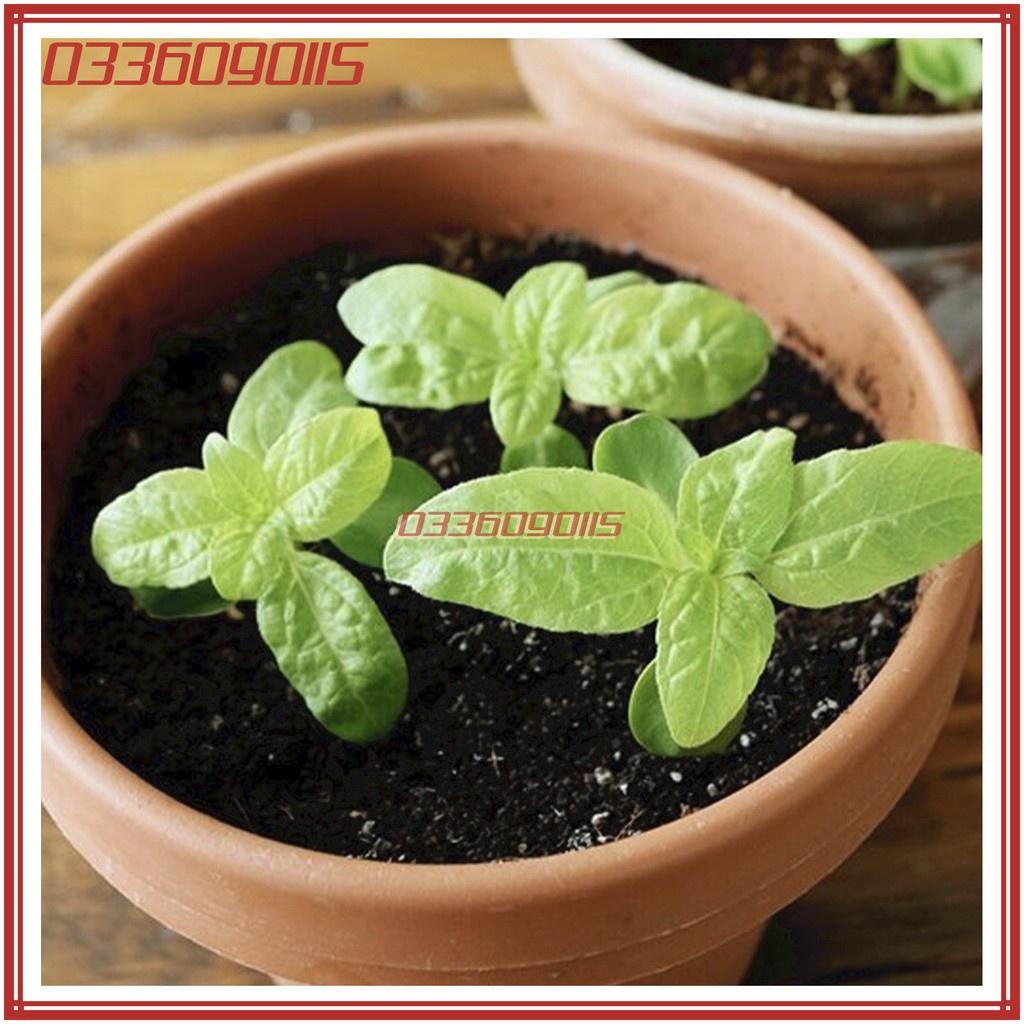 Túi 30 Hạt giống hoa hướng dương lùn hoa đơn F1 - hạt giống tuyển chọn loại 1