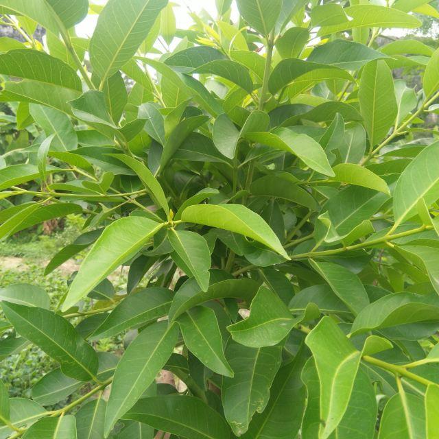 Combo 10 cây Vối giống.