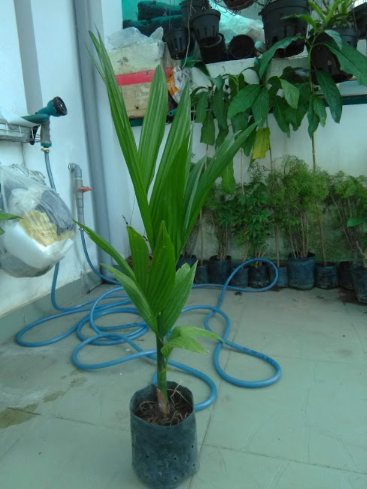Cây cau ta - cây giống