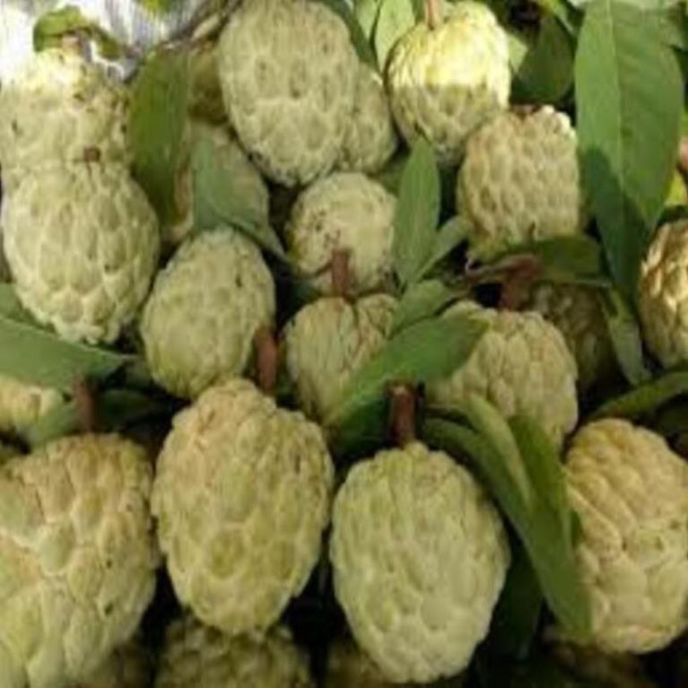 Cây giống na dai