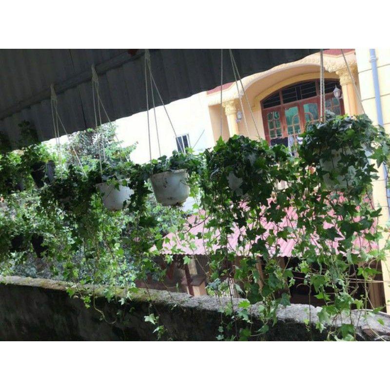 Cây Thường Xuân