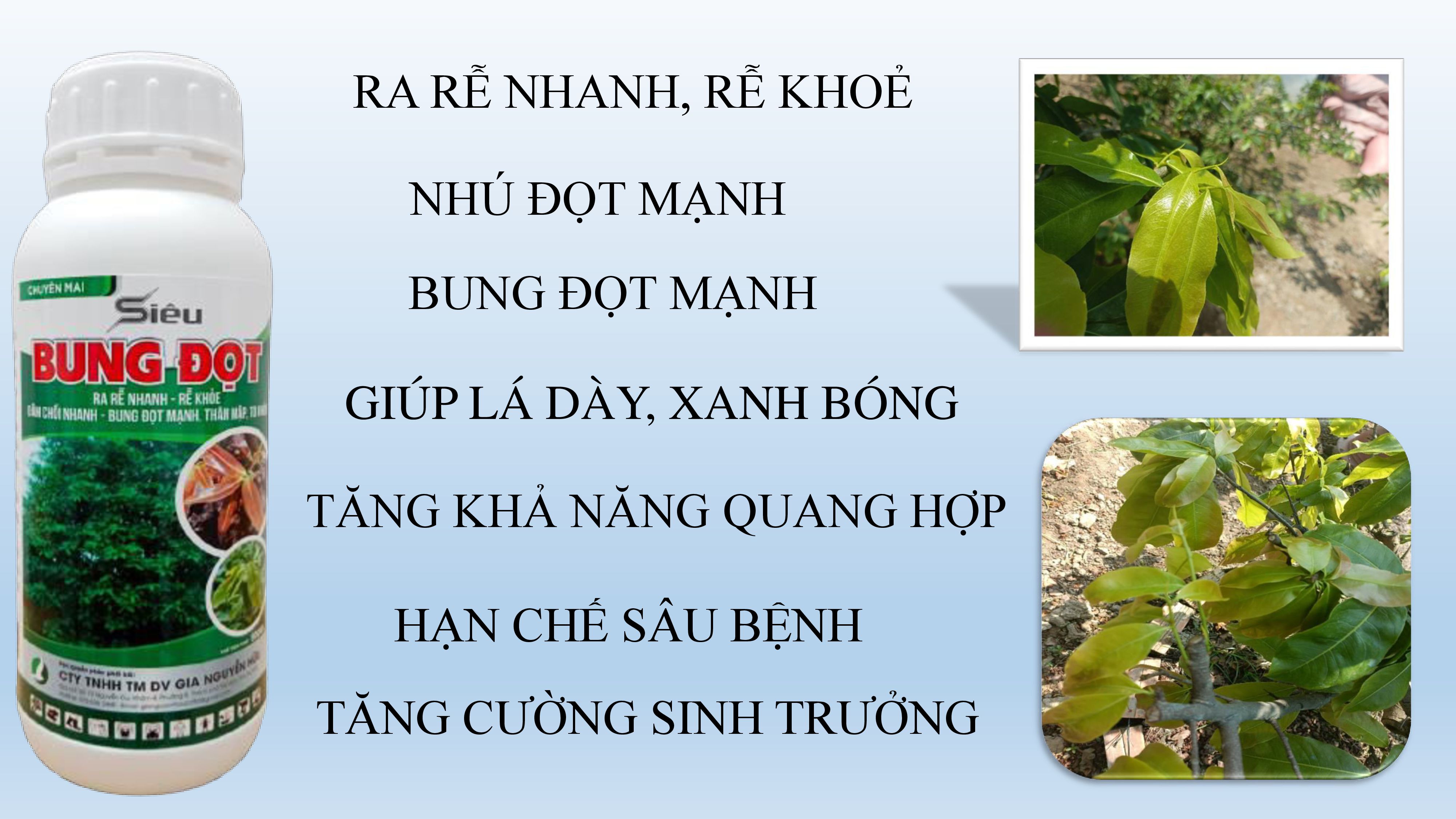 SIÊU BUNG ĐỌT GIÚP CÂY RA RỄ, ĐÂM CHỒI NHANH, BUNG ĐỌT MẠNH CHAI 1 LÍT