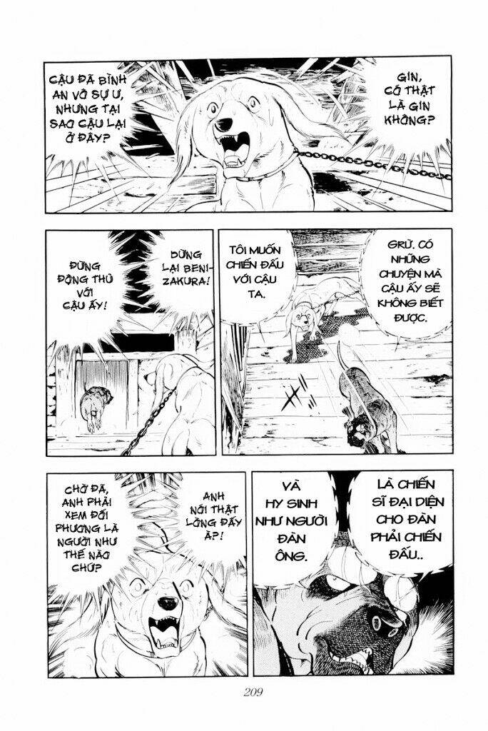 chú chó có nghĩa - ginga nagareboshi gin chapter 29 23