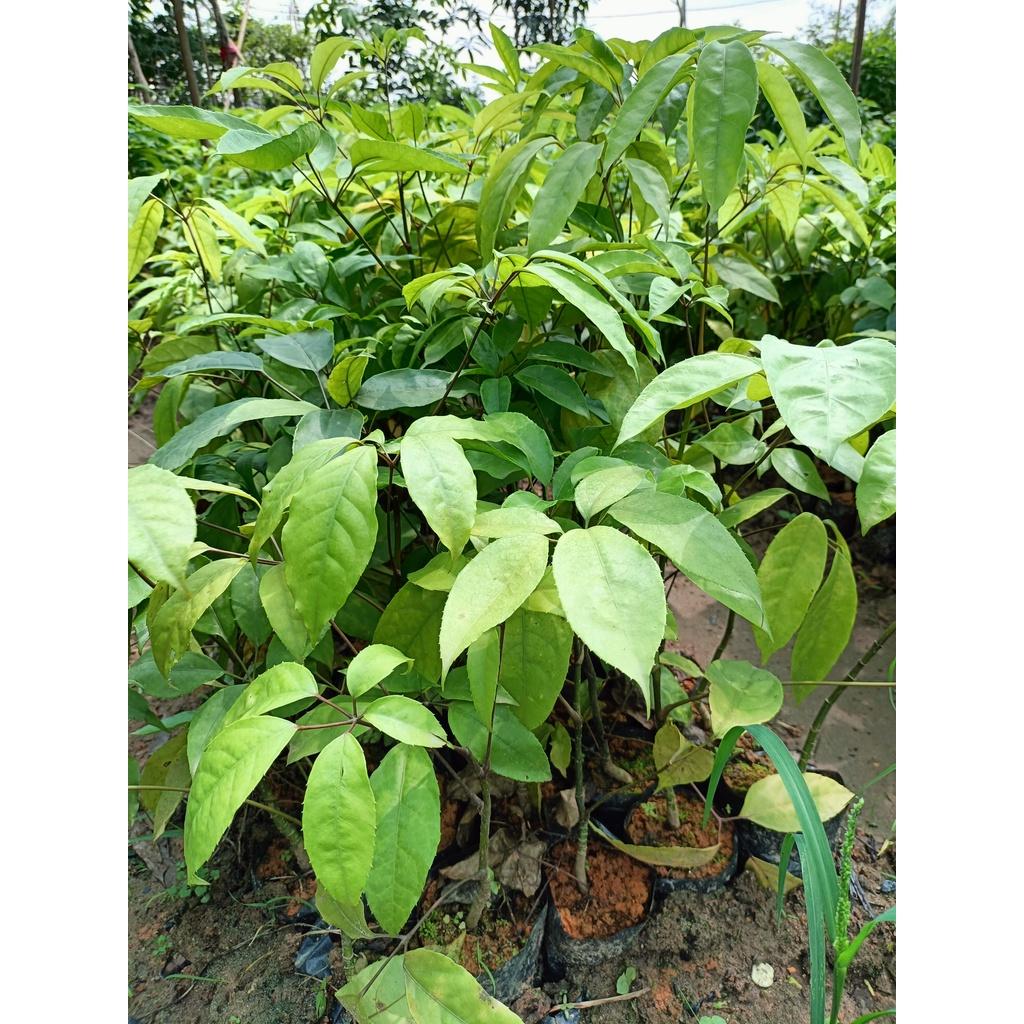 Cây giống lá đắng