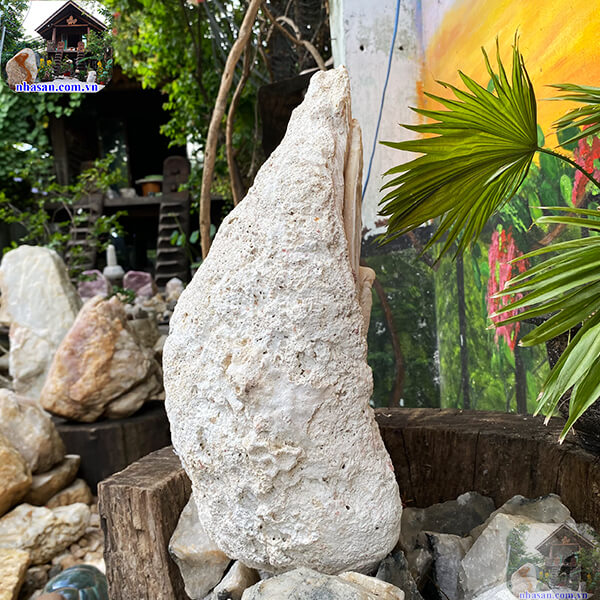 Vỏ sò tai tượng thô - 13.5kg  - VST07