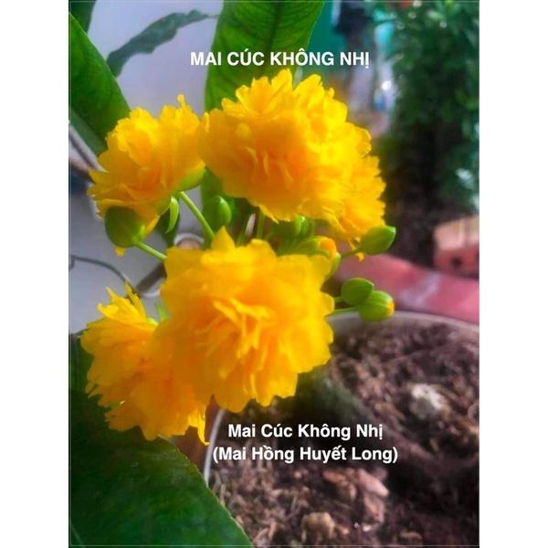 Cây giống cúc mai giống mới nhiều màu cây gửi như hình 2