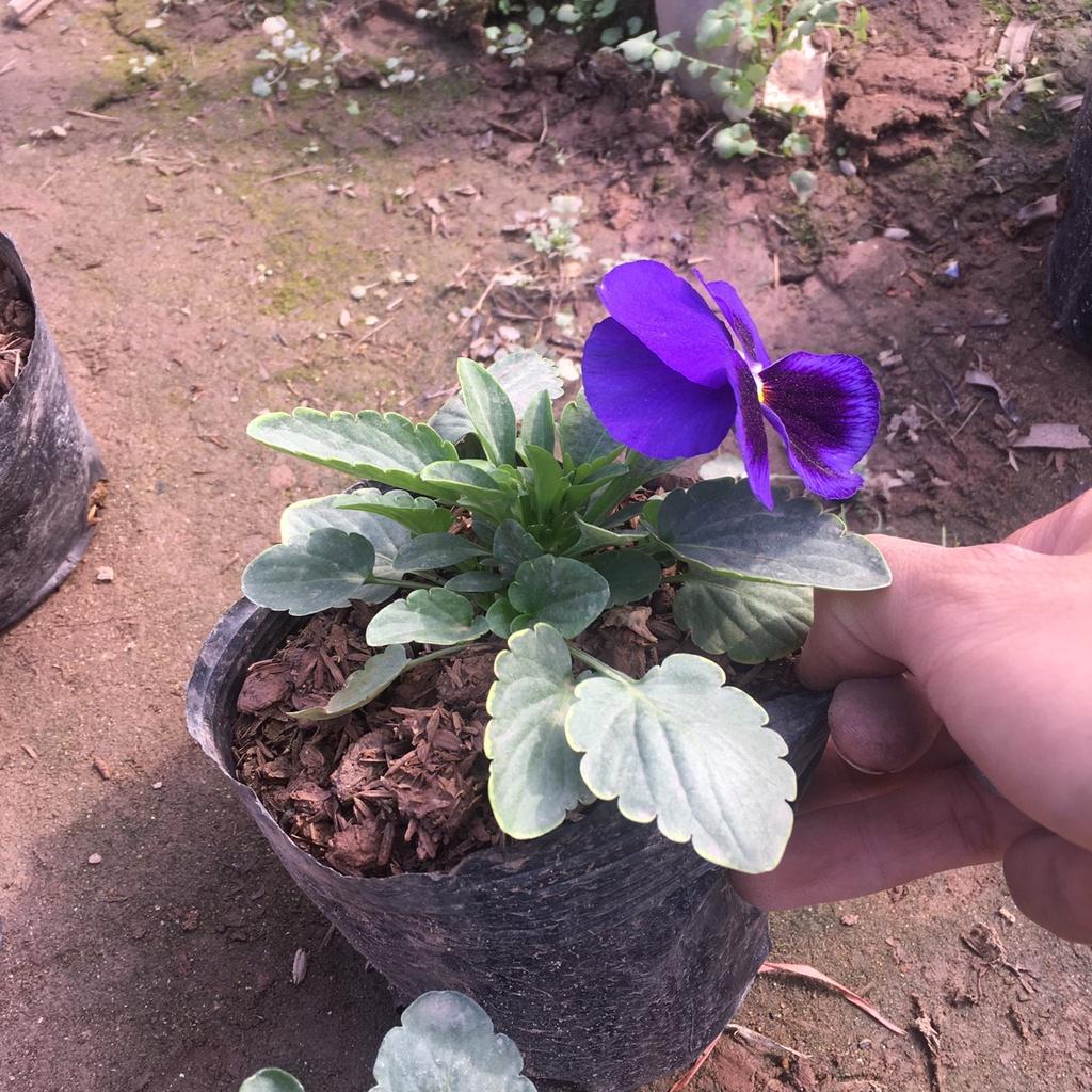 Cây Hoa Pansy Trồng Sẵn Bầu Đen,Màu Sắc Bắt Mắt