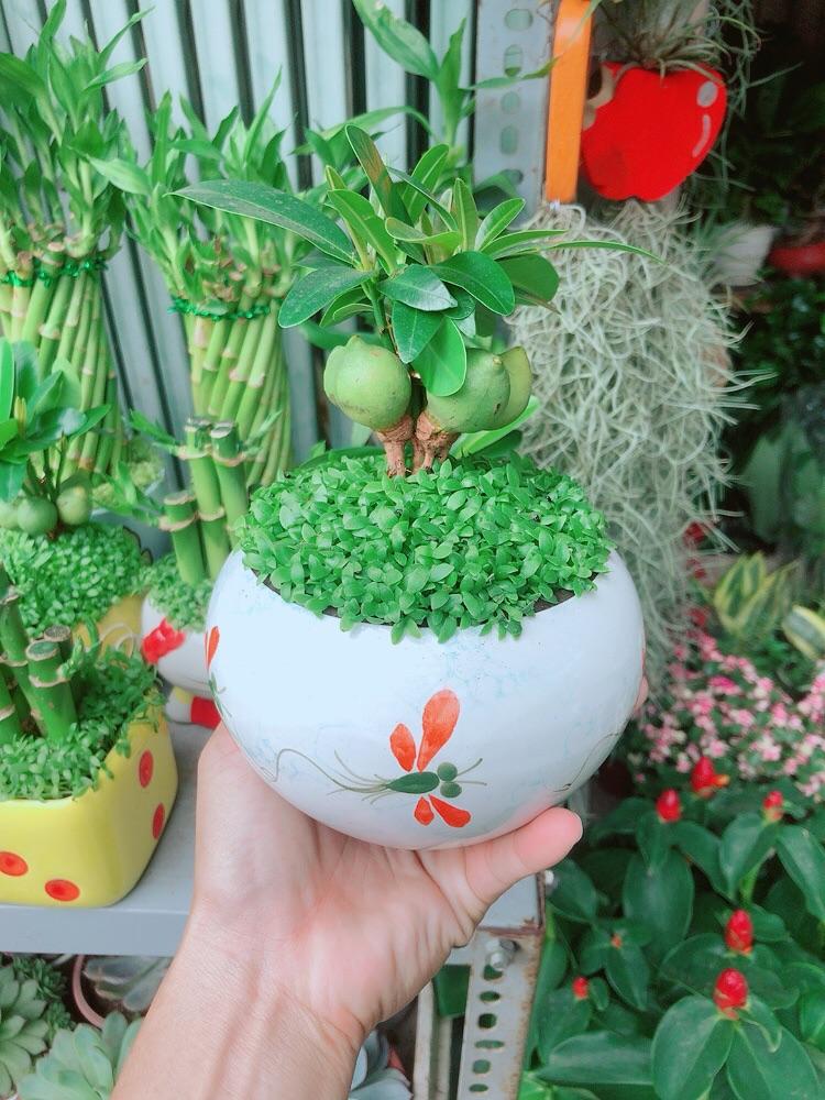 Chậu Cây May Mắn Tài Lộc