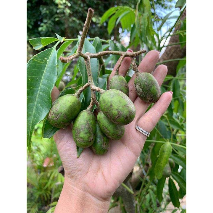 Cây giống cóc thái siêu sớm