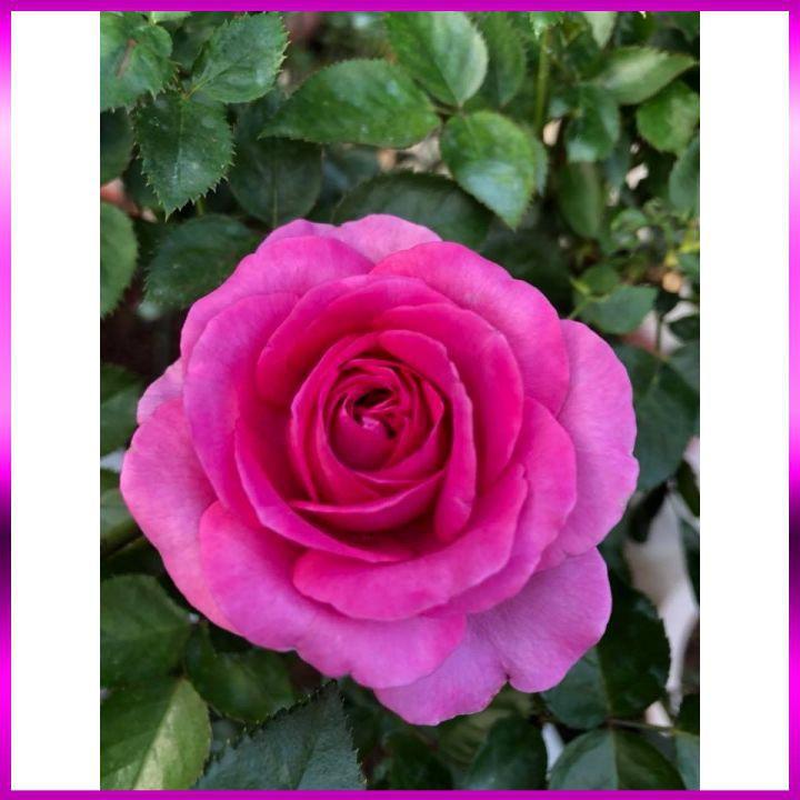 Hoa Hồng Lafont Rose- bầu to cây lớn trưởng thành