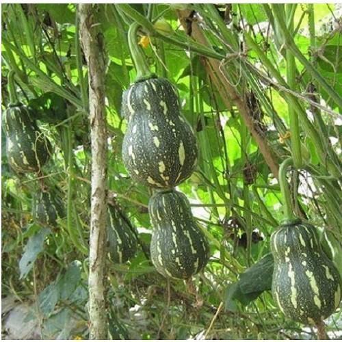 Hạt giống Bí Hạt Đậu Lai - gói 01gr