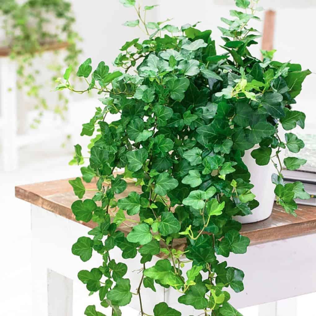 CÂY LEO THƯỜNG XUÂN - CHẬU TREO SIZE TO ĐẸP