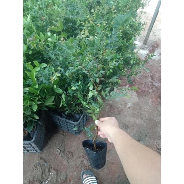 Cây giống nho thân gỗ tứ quý trái mọc quanh thân