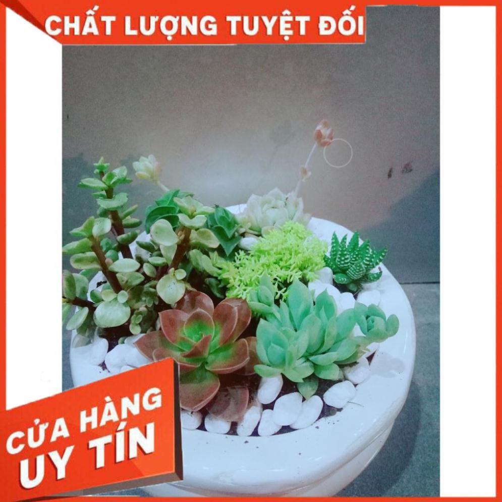 Chậu Mix Nhiều Cây