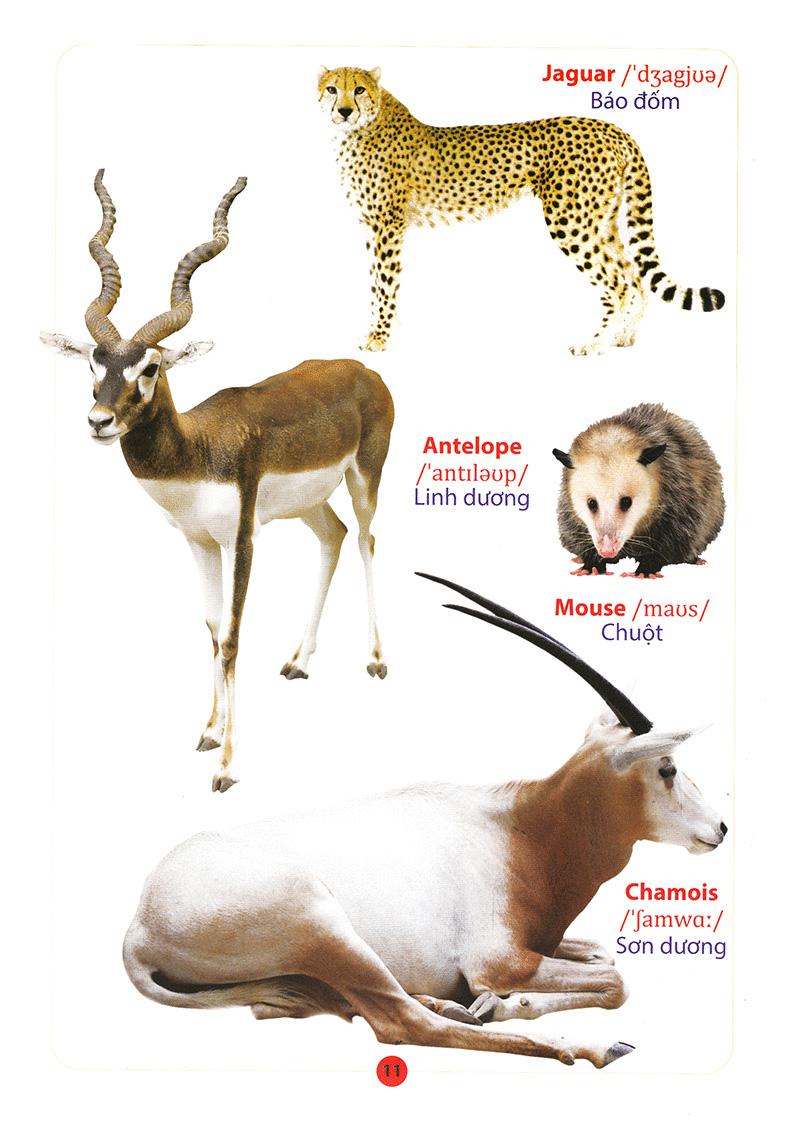 Từ Điển Anh - Việt Bằng Hình: Động Vật (Dành Cho Trẻ Từ 2 - 6 Tuổi)